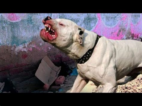 Rabbit brutally eaten <b>alive</b> by 3 dogs. . Pitbull eating man alive video